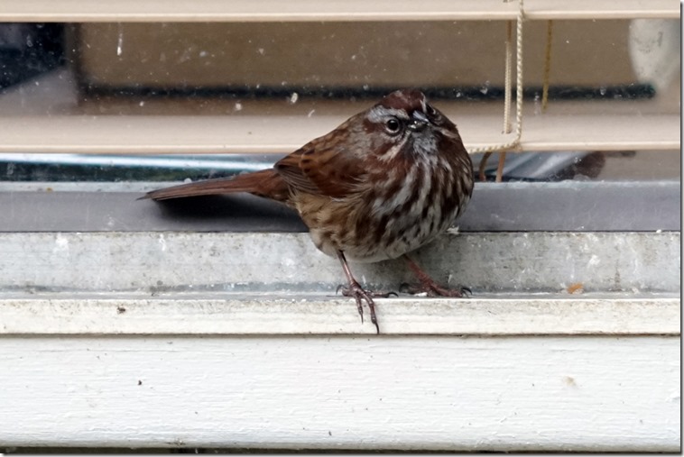 lopez song sparrow 030818 00001