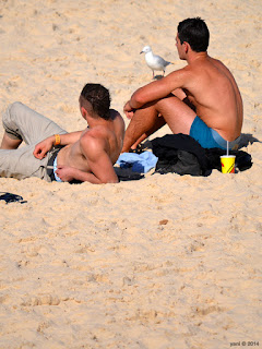 bondi tourists