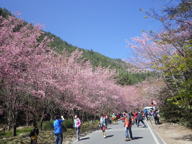 Wuling Farm cherry blossoms