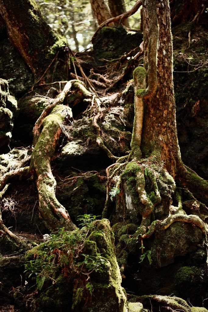  Aokigahara  Suicide Forest 