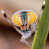 Laba-Laba Merak (Peacock Spider) 