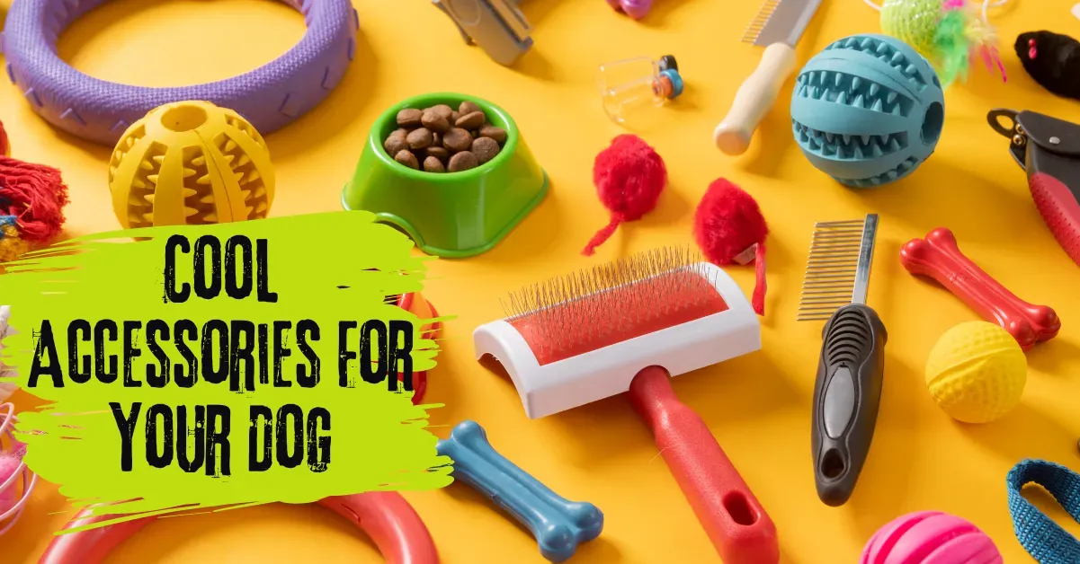 Must-have Pet Accessories For Dog Owners,Essential pet accessories