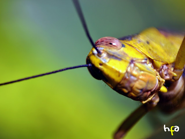 foto macro, super bokeh, fokus pada mata belalang kuning, belalang kayu