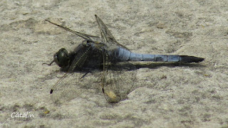 Orthetrum cancellatum (male) IMG18951