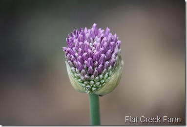 allium1