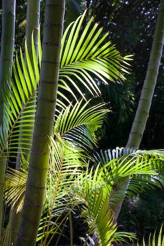 Palms at the Garden of Eden