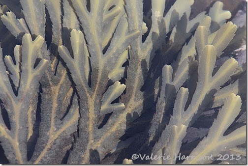 13-seaweed