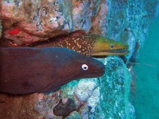 Dive and Sea Tenerife diving at Poco Naufragio