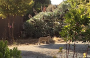 Here is the other photo of the young Mountain Lion photographed by Lynne .