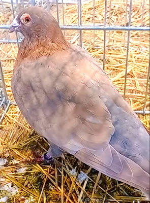 palomas ornamentales en concurso avícola de jerez