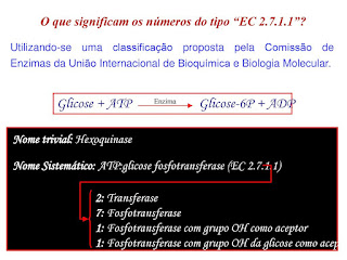   hexoquinase, hexokinase function, hexokinase structure, hexokinase reaction, hexokinase km, hexoquinase e glicoquinase, what does hexokinase do, hexokinase mechanism, hexokinase regulation