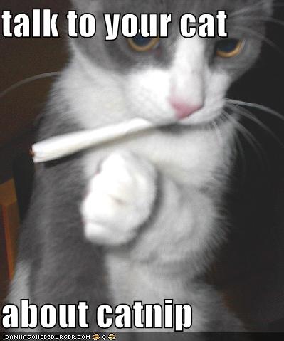 funny-pictures-cat-smokes-catnip.jpg
