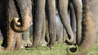fungsi belalai gajah