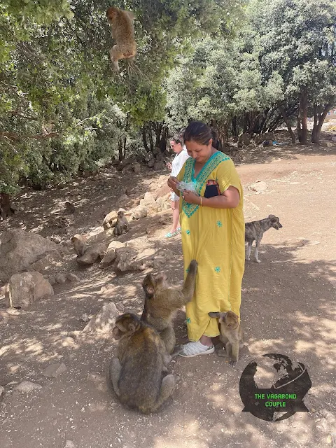 Monkey Park, Atlas Cedar Biosphere Reserve, Ifrane, Morocco, Africa