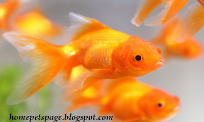 Goldfish as Home Pets