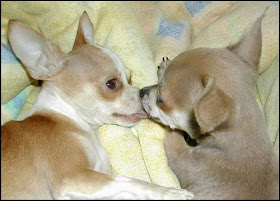 really cute kissing puppy dogs showing affection