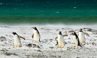 Penguins Walking on Snow and Ice