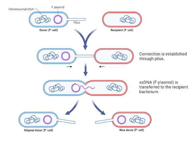 conjugation in bacteria