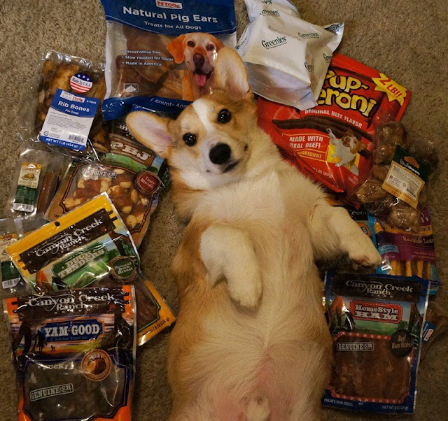 Meet Corgnelius the cutest corgi on the internet, Corgnelius, cute corgi pictures, dog photos