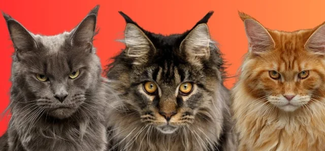 Maine Coon facial expressions