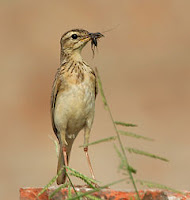 Burung Apung