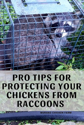 Directions to protect chickens from raccoons