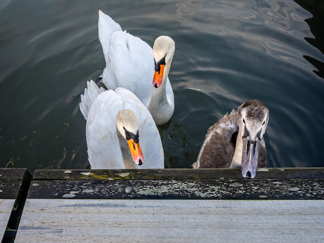 Photo of the two adult swans and one cygnet on a recent visit to the marina