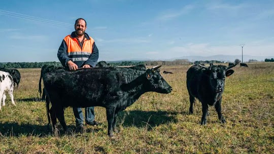 Olegario Arranz y sus vacas Dexter. / ALBA VIGARAY