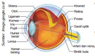 Fungsi Bagian Bagian Anatomi Alat Indra Penglihatan Mata 