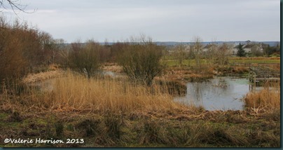 24-wetland