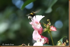 Hommel gaat landen op Reuzenbalsemien
