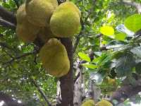 NANGKA IMPOR 