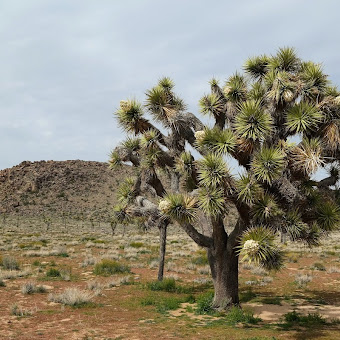 Joshua Tree Nemzeti Park