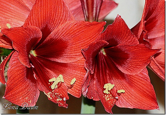 Amaryllis_Firecracker5