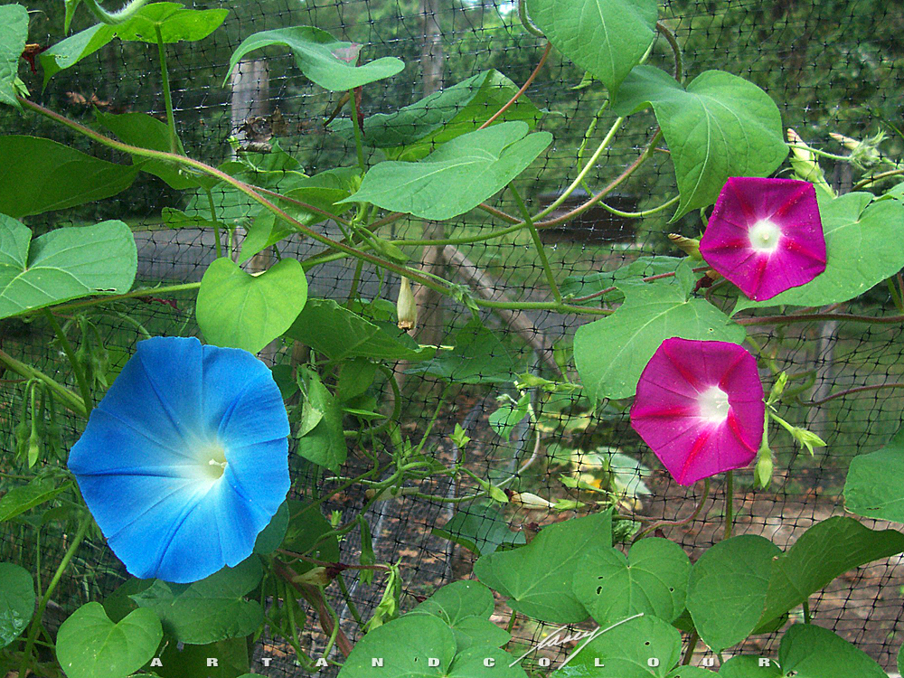 types of flowers daisy All Varieties of Morning Glories | 1000 x 750