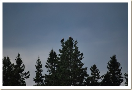 2 eagles in tree top