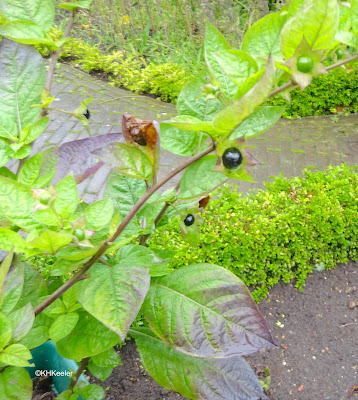 belladonna, Atropa belladonna