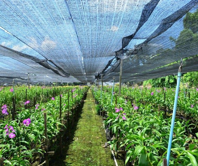Orchids Nursery in All of India and medicinal orchids info