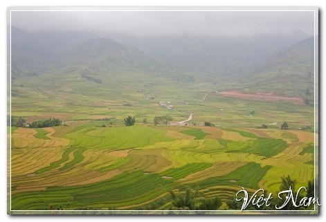 Mùa vàng Mù Cang Chải, Yên Bái, Việt Nam