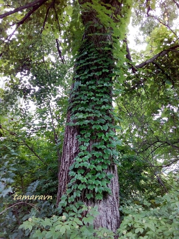 Девичий виноград триострённый (Parthenocissus tricuspidata)