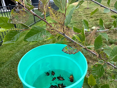 japanese beetles fall into cup of water