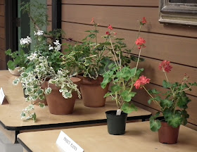 Geraniums and pelargoniums display at October meeting of Canadian and Geranium Society