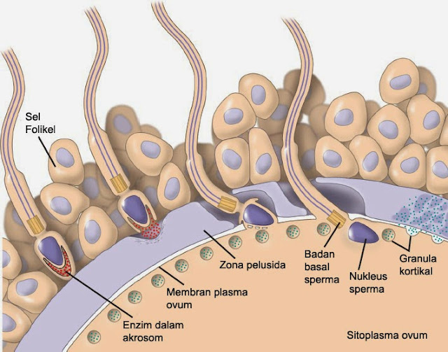 Proses Fertilisasi / Pembuahan Sel Sperma dengan Sel Ovum