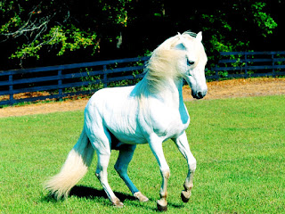 White Horse HD Wallpaper