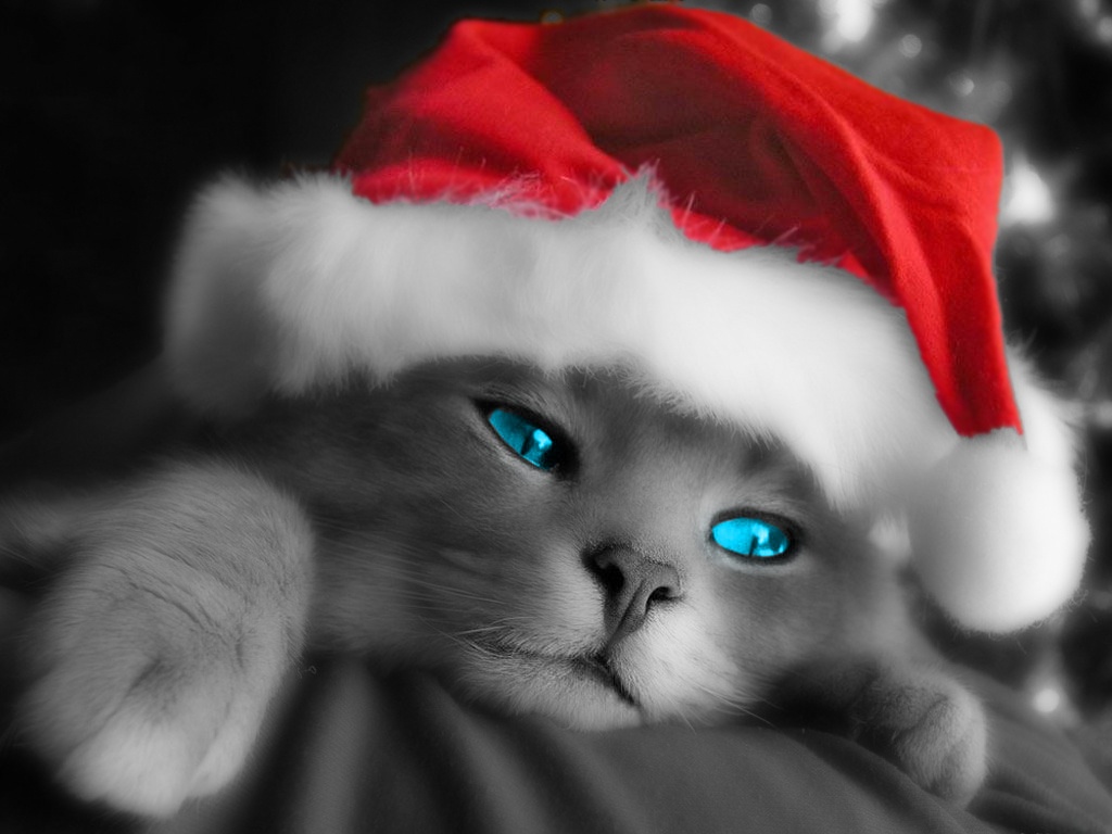 Christmas Cat Screensavers