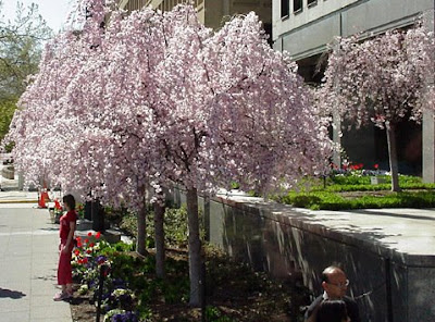 Pink Weeping Cherry tree.