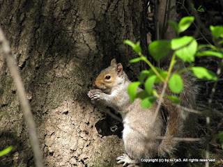 Gray Squirrel