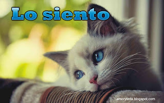 gatito triste lo siento