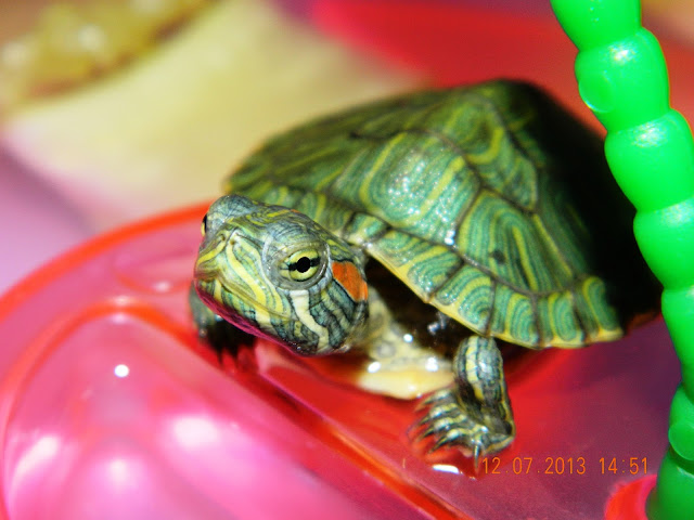 Red-cheeked vosvos'un water turtle picture