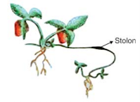 7 contoh perkembangbiakan vegetatif alami pada tumbuhan